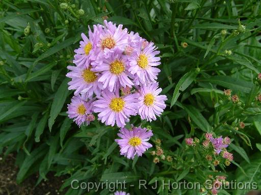 Michaelmas daisy 